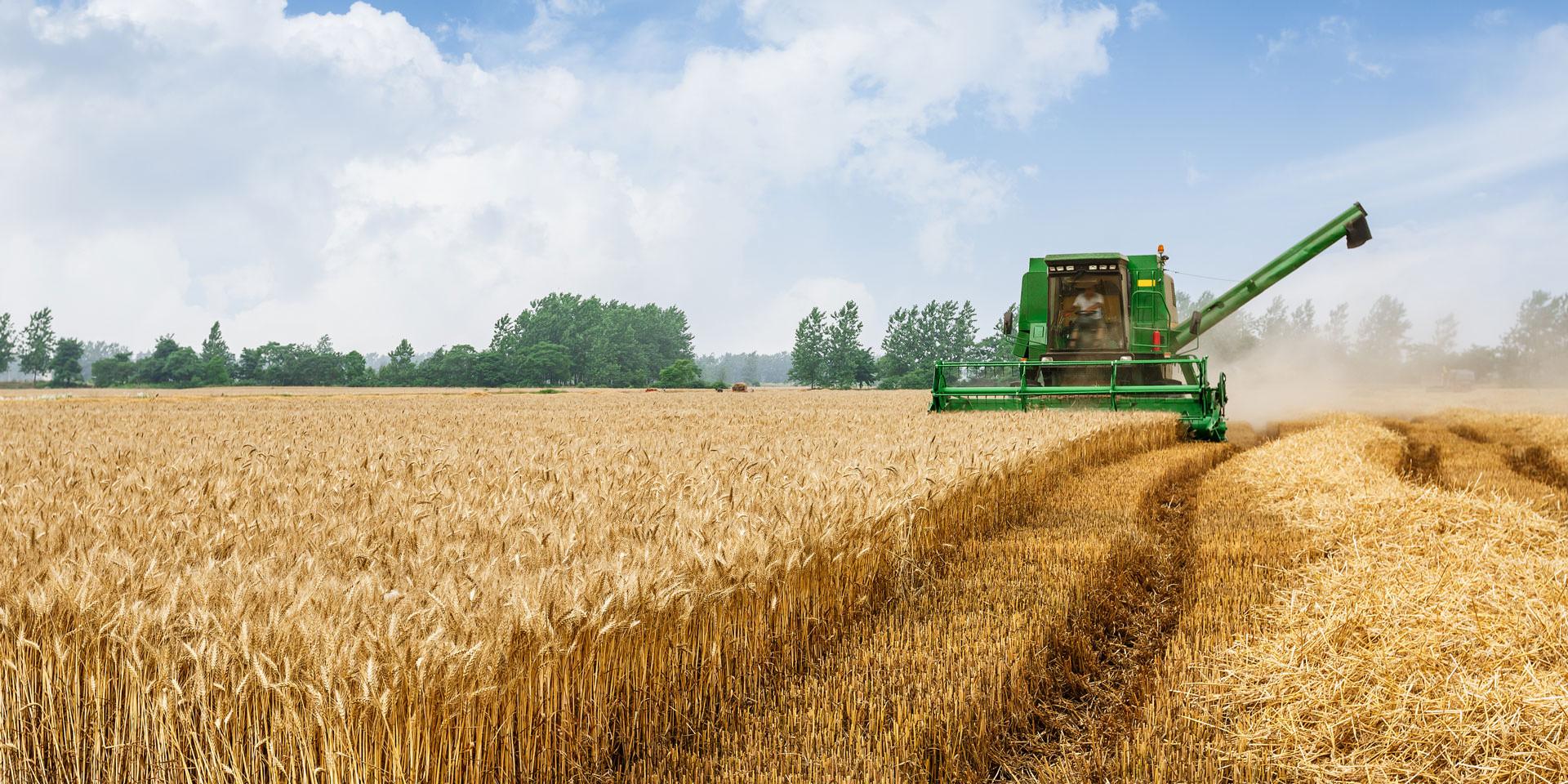 Home 2 Combine harvester harvest ripe wheat on a farm
